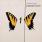 Paramore - Brand New Eyes Paramore - Brand New Eyes