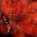 Shai Hulud - That Within Blood Ill-Tempered Shai Hulud - That Within Blood Ill-Tempered