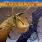 Allen / Lande - The Showdown Allen / Lande - The Showdown