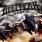 Hellyeah - Stampede Hellyeah - Stampede