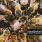 Paradise Lost - Believe in Nothing Paradise Lost - Believe in Nothing