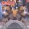 Dog Eat Dog - Warrant Dog Eat Dog - Warrant