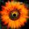 Lacuna Coil - Comalies Lacuna Coil - Comalies