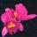 Opeth - Orchid Opeth - Orchid