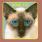 Blink-182 - Cheshire Cat Blink-182 - Cheshire Cat
